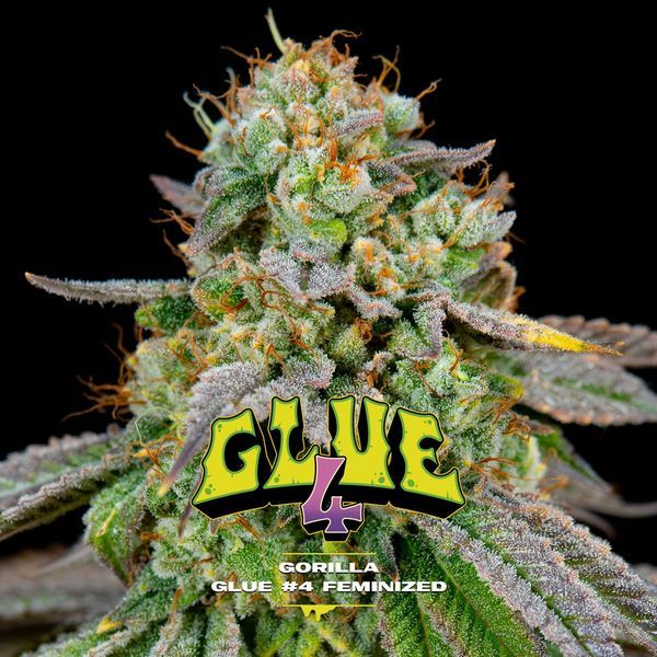 GG#4 (BSF Seeds) Feminizada