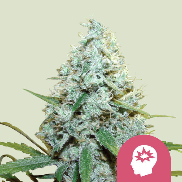 AMG - Amnesia Mac Ganja (Royal Queen Seeds) Feminizada