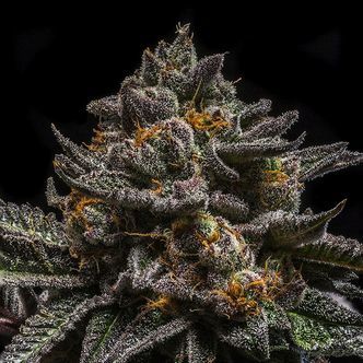 Brain Cake (Ripper Seeds) feminizada