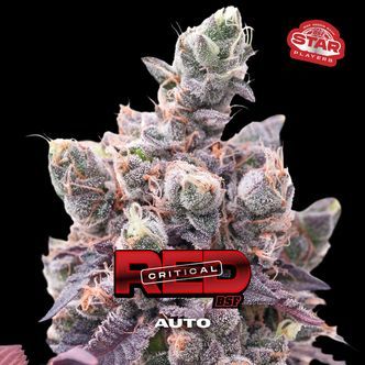 Red Critical Auto (BSF Seeds) feminizada