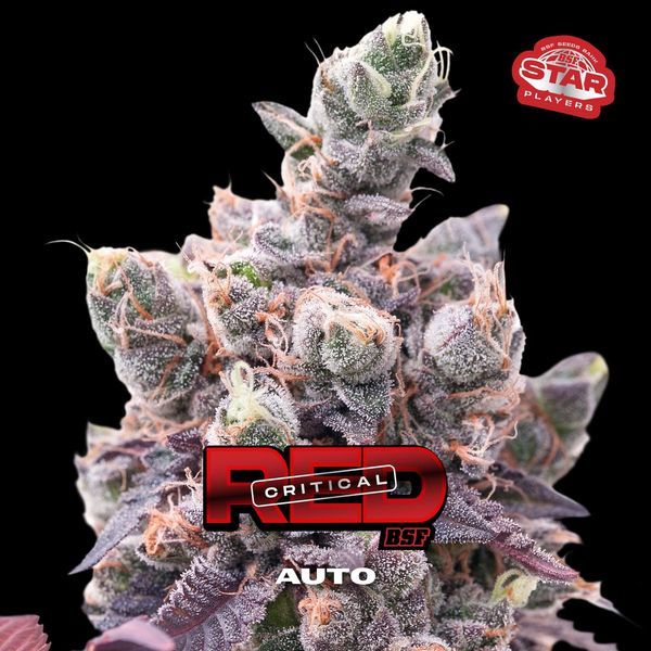 Red Critical Auto (BSF Seeds) feminizada