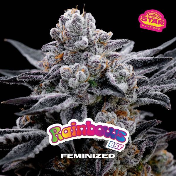 Rainbows (BSF Seeds) feminizada