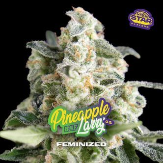 Pineapple Larry OG (BSF Seeds) feminizada