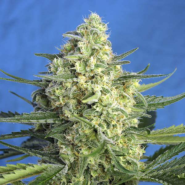 Jack 47 XL Auto (Sweet Seeds) Feminizada