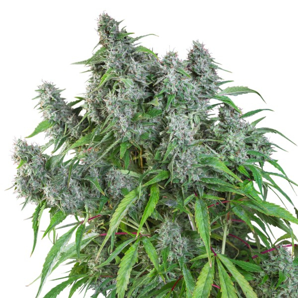 Frosty Friday (Super Sativa Seed Club) regular