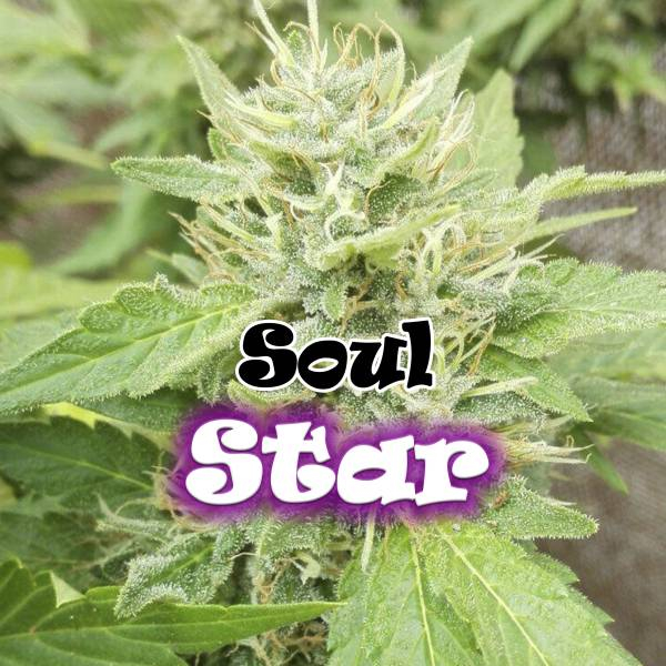 Soul Star (Dr. Underground) feminizada