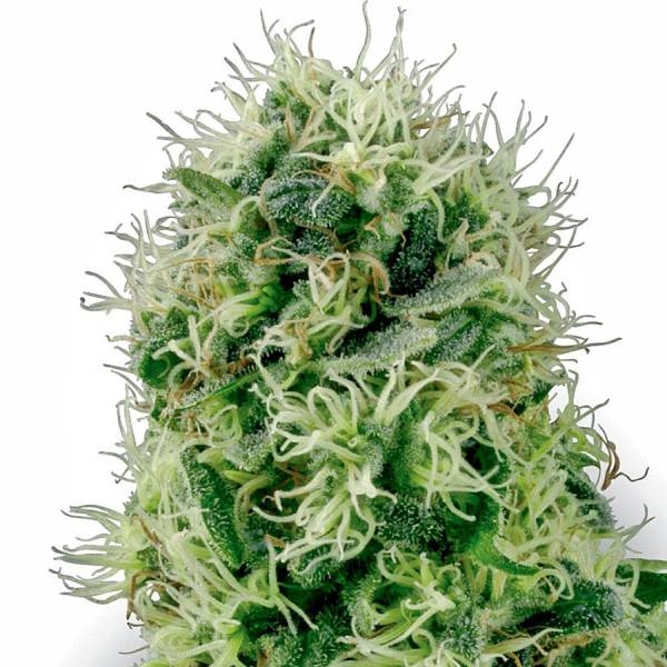 Pure Power Plant (White Label) feminizada