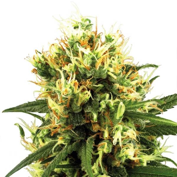 White Haze Autoflorescente (White Label) feminizada