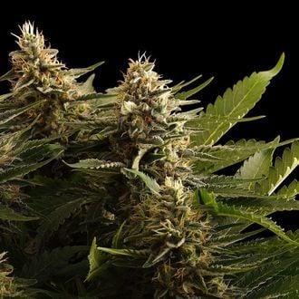 Colombian Jack (Kannabia) Feminizada