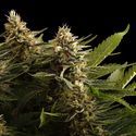 Colombian Jack (Kannabia) Feminizada