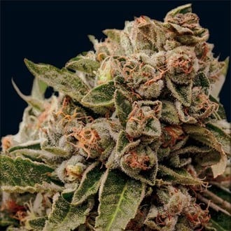 Lamb's Breath x AK-49 (Vision Seeds) Feminizada