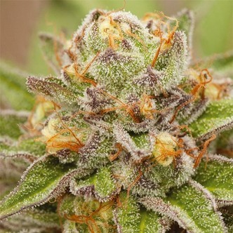 Pure Gelato (Vision Seeds) Feminizada