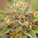 Pure Gelato (Vision Seeds) Feminizada