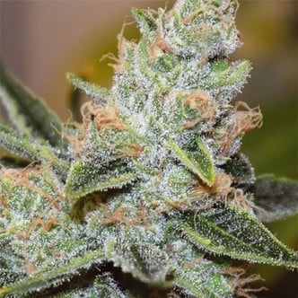 Wedding Cake x Triple OG (Vision Seeds) Feminizada