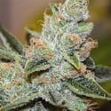 Wedding Cake x Triple OG (Vision Seeds) Feminizada