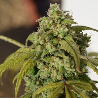 Gorilla SFV OG (Expert Seeds) Feminizada