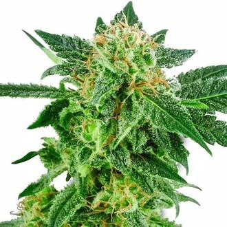 Snow Ryder Autoflorescente (White Label) feminizada