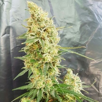 Gorilla Banana (Expert Seeds) Feminizada