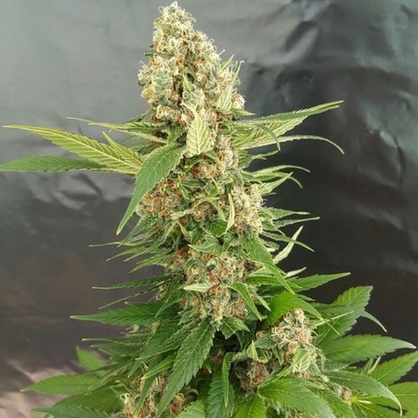 Gorilla Ice Cream (Expert Seeds) Feminizada