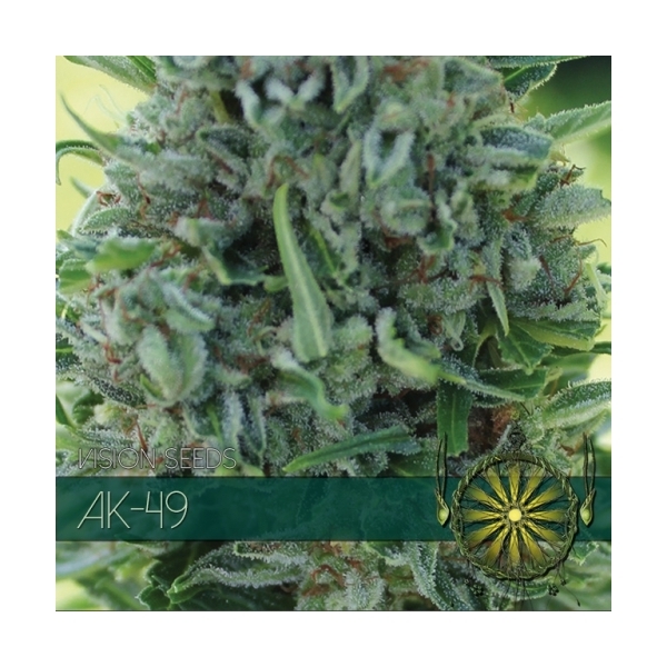 AK-49 (Vision Seeds) feminizada