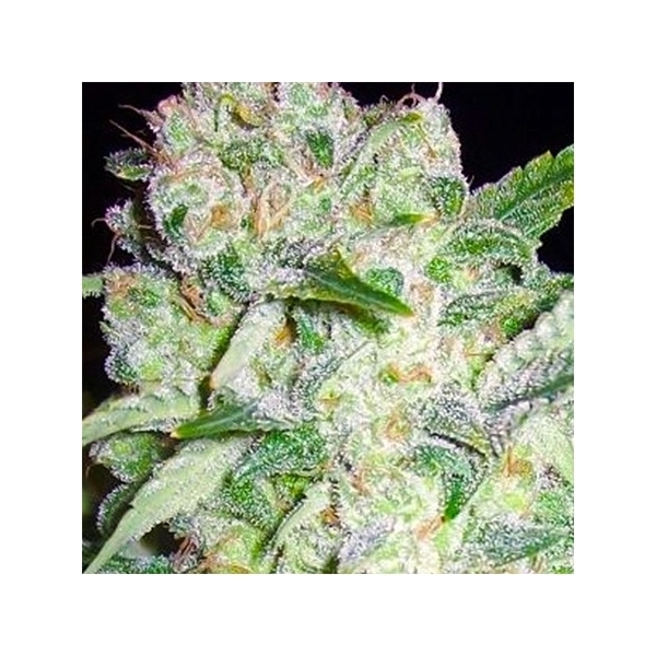 AK-49 (Vision Seeds) feminizada
