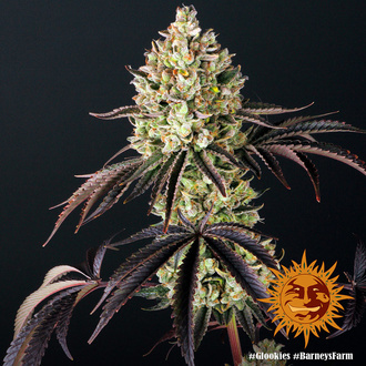 Glookies (Barney's Farm) feminizada