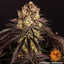Purple Punch (Barney's Farm) feminizada