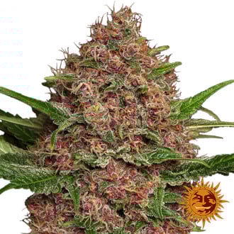 Purple Punch Auto (feminizado da Barney's Farm)
