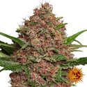Purple Punch Auto (feminizado da Barney's Farm)