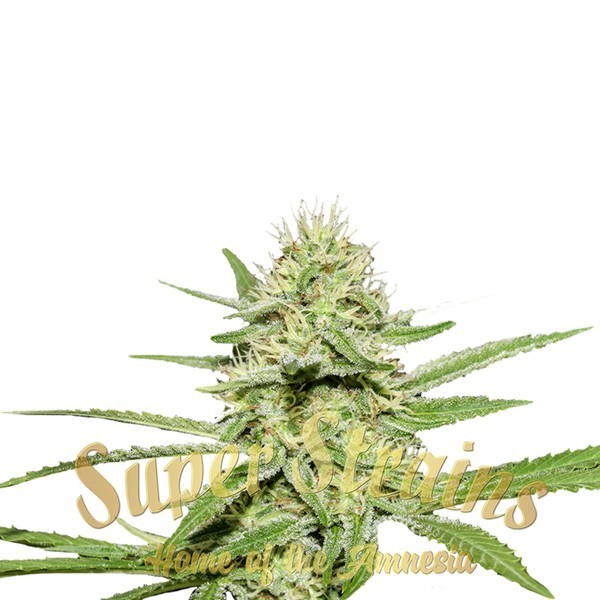 Enemy's Dream (Super Strains) Feminizada