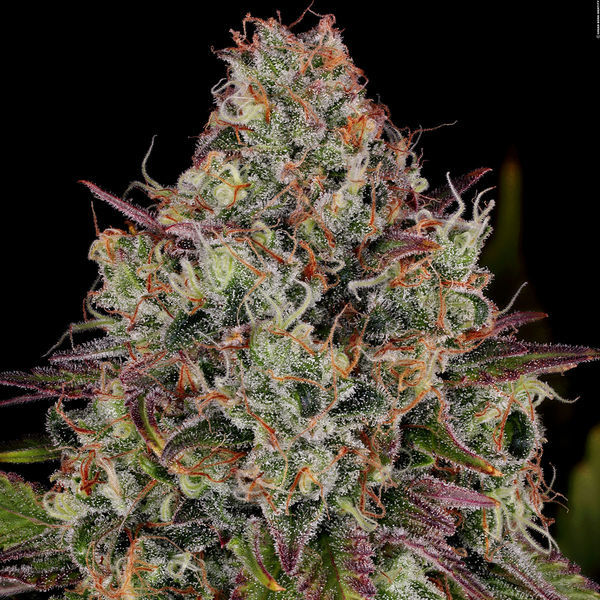 Purple Punch (Zamnesia Seeds) feminizada