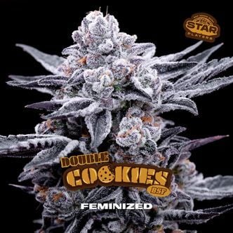 Double Cookies (BSF Seeds) feminizada