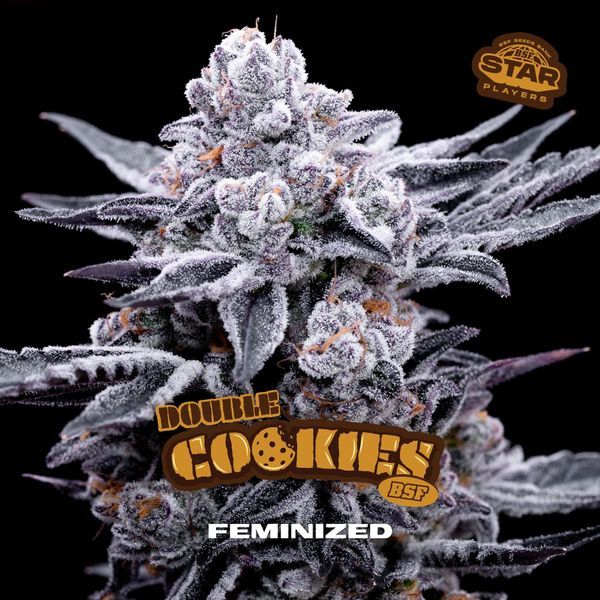 Double Cookies (BSF Seeds) feminizada