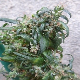 Hokkaido Japão Hemp (ACE Seeds) regular