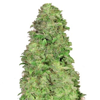 CBD Auto 20:1 (FastBuds) feminizada