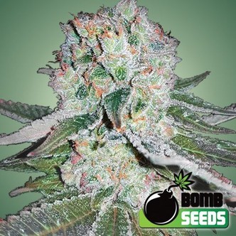 Banana Bomb (Bomb Seeds) Feminizada