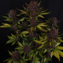 Purple Lemonade Auto (FastBuds) Feminizada