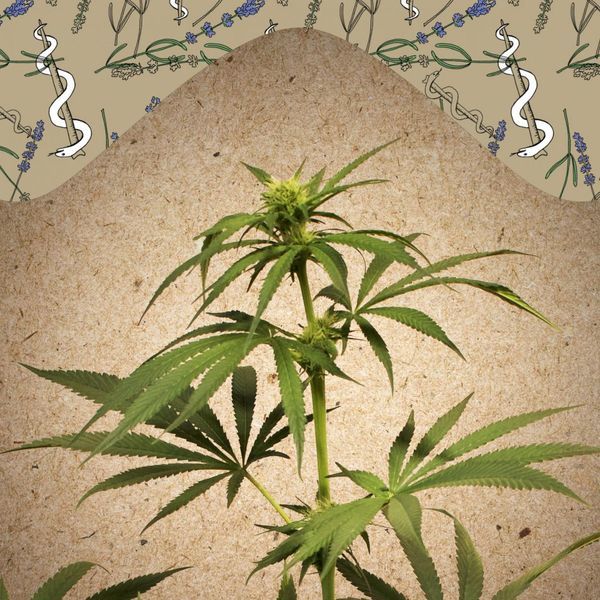 CBD Terra Italia (Female Seeds) Feminizada
