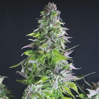 Romulan (sementes femininas Pyramid)