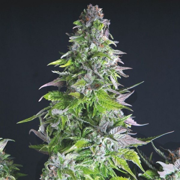 Romulan (sementes femininas Pyramid)