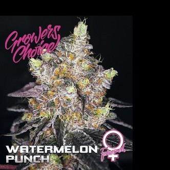 Watermelon Punch (Growers Choice) feminizada