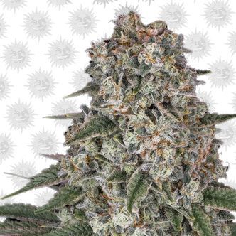 Tropicanna Banana feminizada (Barney's Farm)