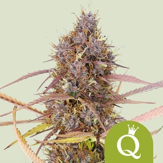 Purple Queen Autoflower (Royal Queen Seeds) feminizada