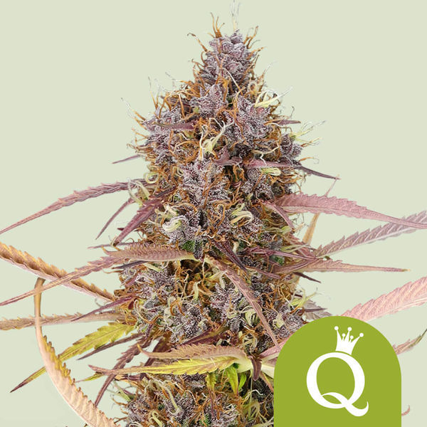 Purple Queen Autoflower (Royal Queen Seeds) feminizada