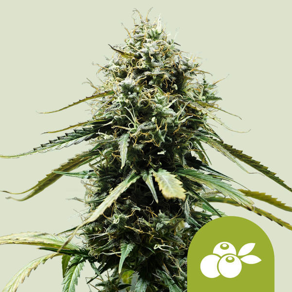 Haze Berry Autoflorescente (Royal Queen Seeds) feminizada