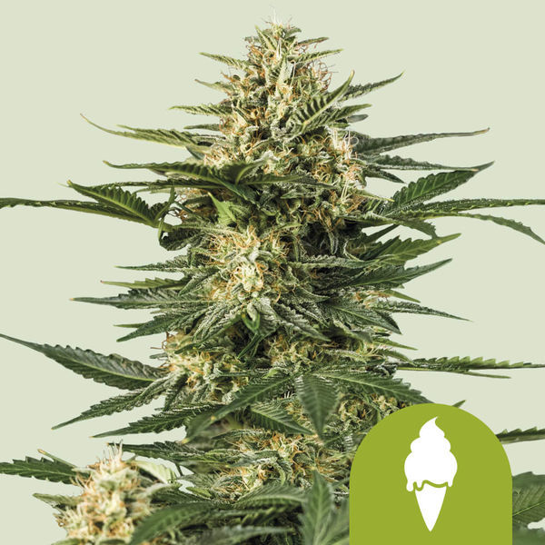 Green Gelato Autoflower (Royal Queen Seeds) feminizada