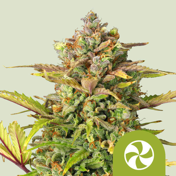 Sweet ZZ Autoflower (Royal Queen Seeds) feminizada