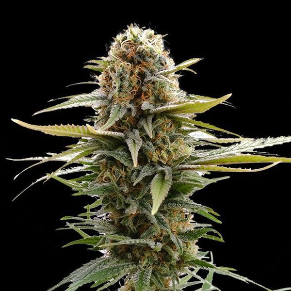 GSC (Kannabia) feminizada