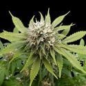 Silver Widow (Kannabia) feminizada