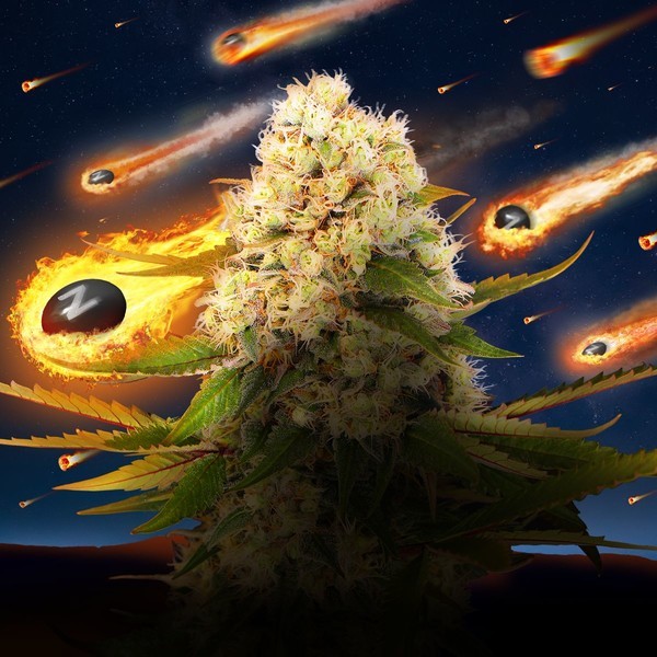 Black ZZ (Exotic Seed x Zamnesia) feminizada